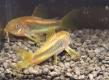 Panzerwelse Osteogaster ( Corydoras ) Gold stripe CW 10