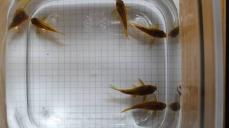 Panzerwelse Osteogaster ( Corydoras ) Gold stripe CW 10