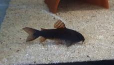 Panzerwelse Osteogaster ( Corydoras ) schultzei black