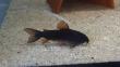 Panzerwelse Osteogaster ( Corydoras ) schultzei black