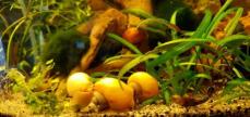 Apfelschnecken Gelbe für Axolotl Becken geeignet.