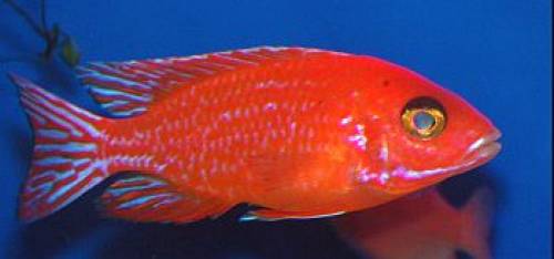 malawis direkt vom zchter