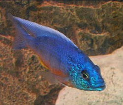 protomelas spilonotus tanzania