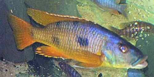 exochochromis anagenys
