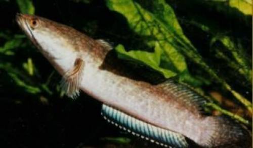 schlangenkopffische channa orientalis nz