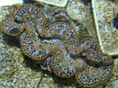 riesenmuschel tridacna maxima jumbo cm