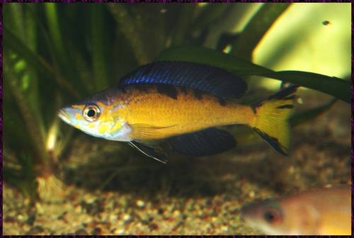 biete nz cyprichromis microlepidotus  kasai  