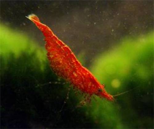 red fire cherry