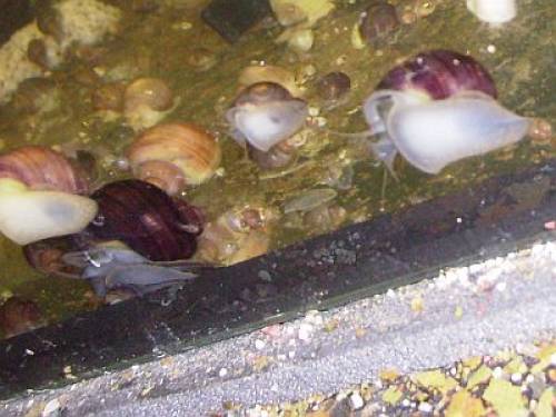 reinerbige lilane apfelschnecke