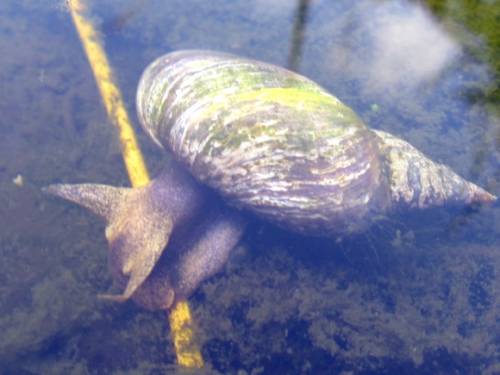 nützliche teichschnecke algenfresser