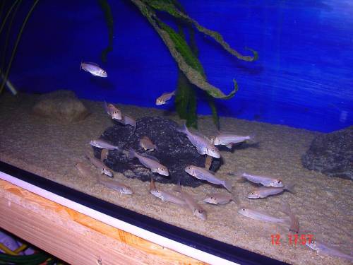xenotilapia ochogenys mzuri