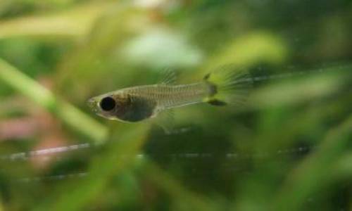 leopardguppys