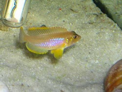 lamprologus ocellatus gold schneckenbuntbarsch