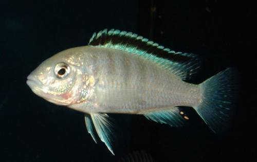 labidochromis sp nkhali