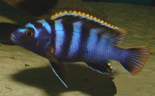 labidochromis sp mbamba bay