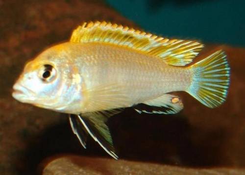 labidochromis perlmutt
