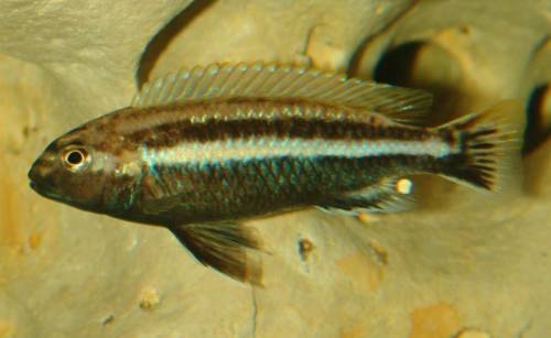 melanochromis auratus