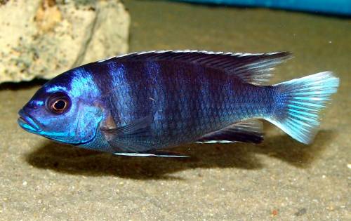 pseudotropheus acei ngara