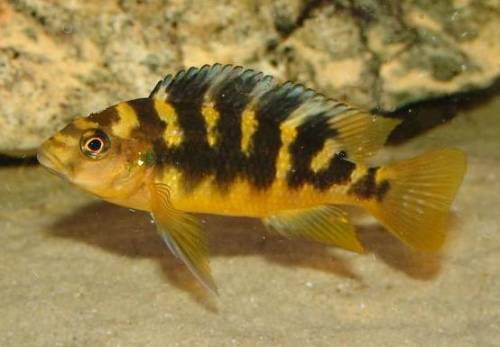 pseudotropheus crabro