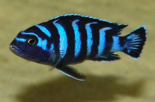 pseudotropheus demasoni