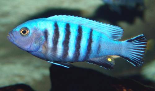 pseudotropheus kingsizei maingano