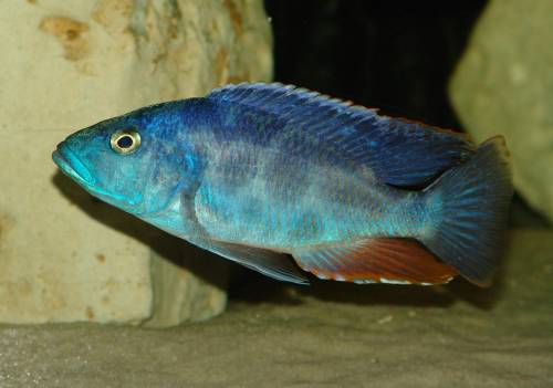 nimbochromis polystigma