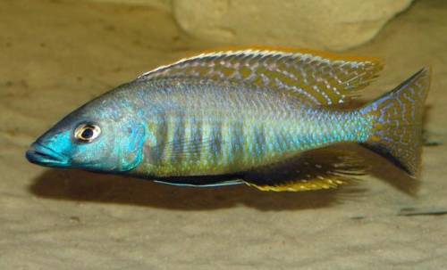 sciaenochromis gracilis