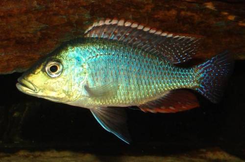 lethrinops lethrinus