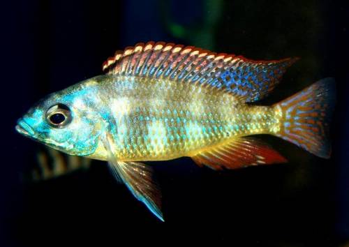 placidochromis johnstoni solo