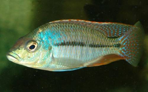 protomelas similis