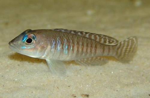 neolamprologus signatus