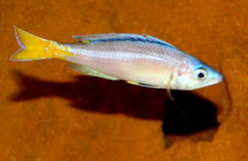 cyprichromis chituta neon head