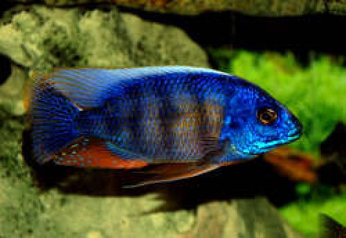 protomelas taiwan reef