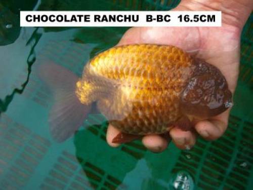 goldfische chocolate ranchu