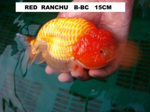 goldfische red ranchu