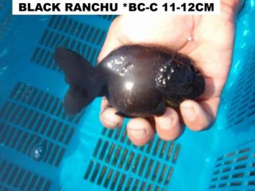 goldfische black ranchu
