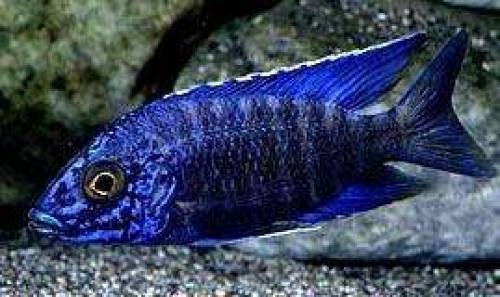 aulonocara stuartgranti chilumba