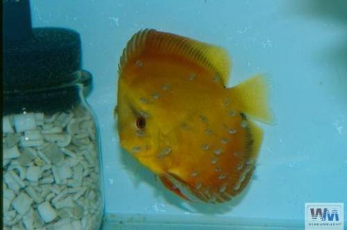 san merah royal diskus