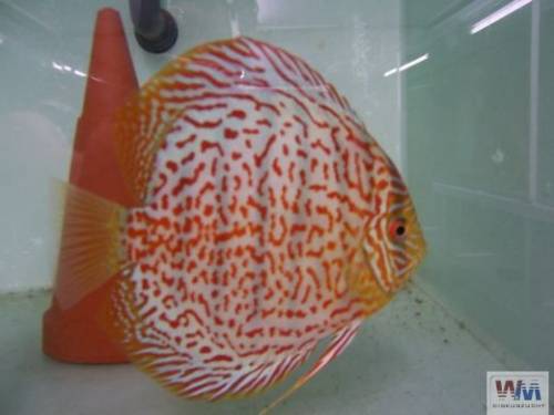 red leopard diskus