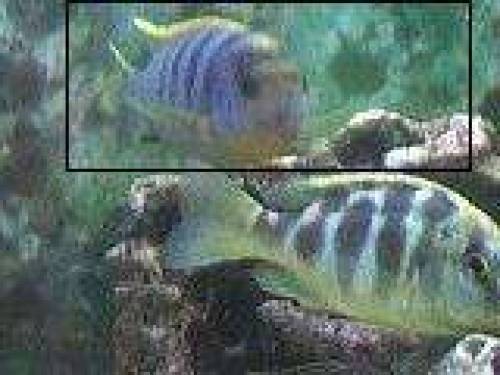 labidochromis hongi
