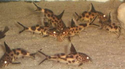synodontis multipunktatus