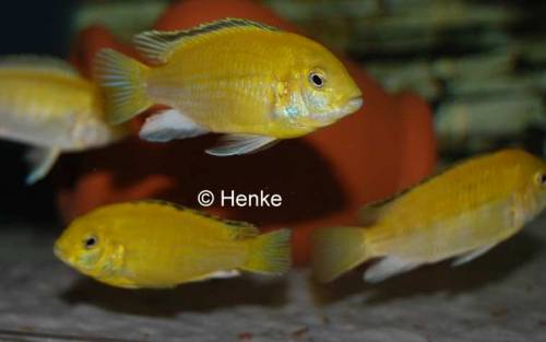 labidochromis caeruleus yellow