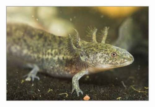 axolotl