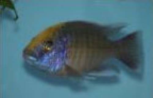 protomelas spilonotus