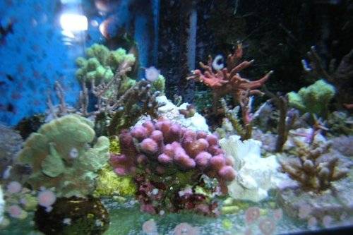 monitpora steinkorallenableger