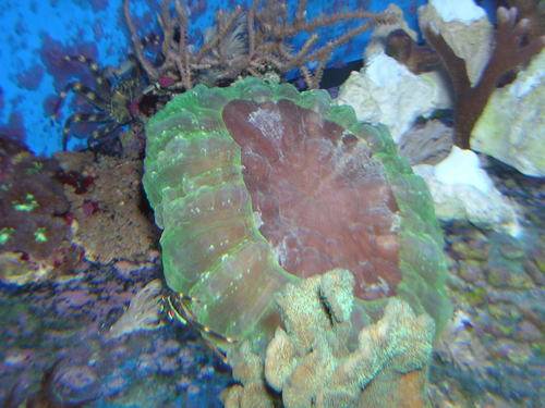 cynarina sp