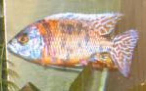 aulonocara rot gescheckt nz