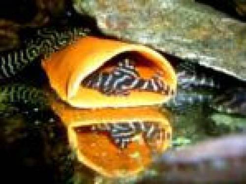 l hypancistrus spec