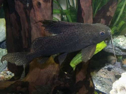 schmuckflossen fieberbartwels mochocidae gratis