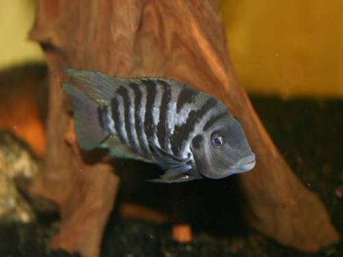 zebrabuntbarsche